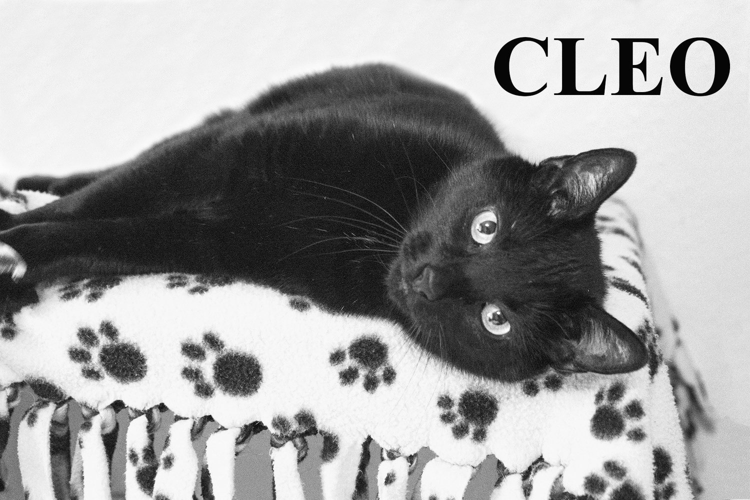 Cleo is one of the animals that will be available for adoption from APET, unless she is adopted beforehand, Saturday.