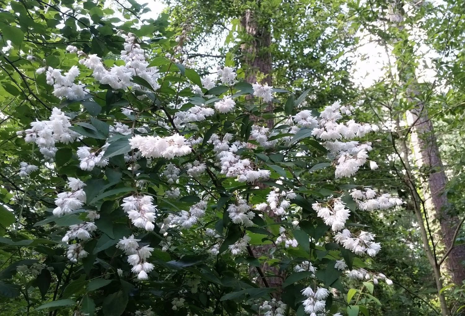 The old-fashioned shrub with a funny-sounding name: Deutzia