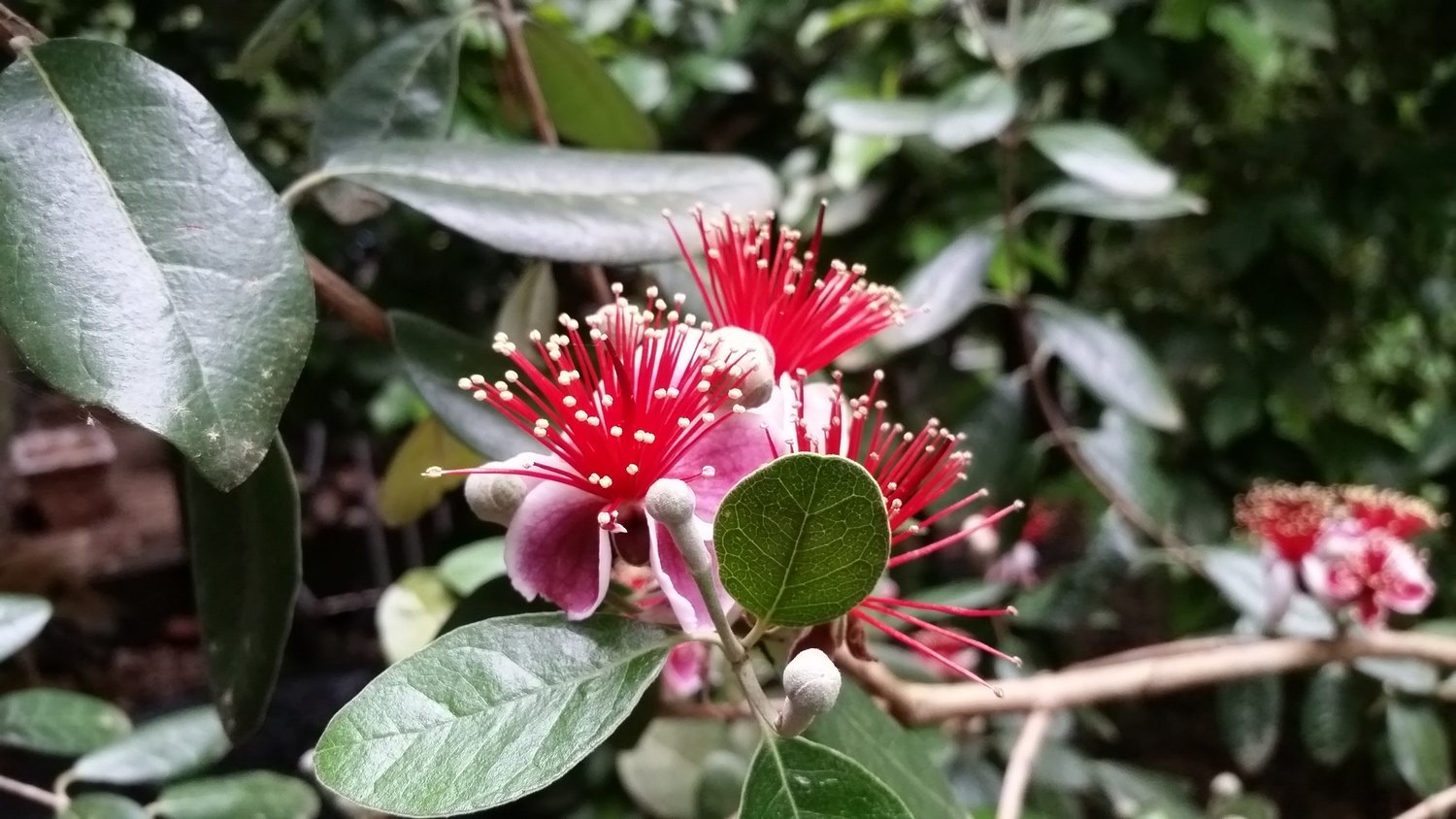 These exotic-looking blooms adorn the perfectly hardy pineapple guava.