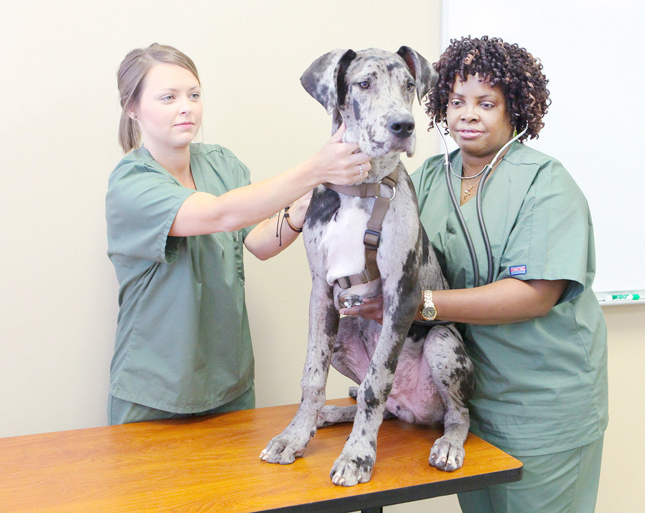 TJC veterinary technician program offers careers in animal care | Wood  County Monitor